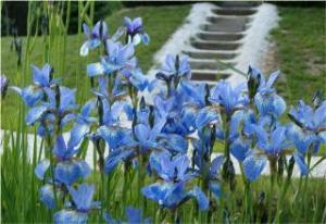 Botanični vrt TAL 2000 4